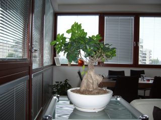 INTERIÉROVÉ HORIZONTÁLNÍ ŽALUZIE